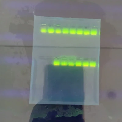 My students having hands-on experience with Agarose electrophoresis.