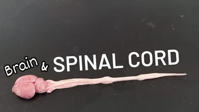 Inside the Vertebrates Lab featured image