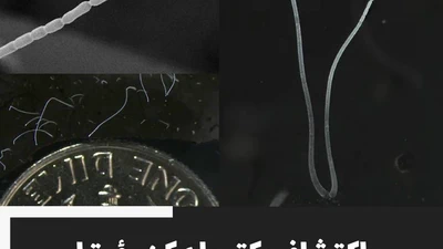 Discovery of Bacteria Visible to the Naked Eye featured image