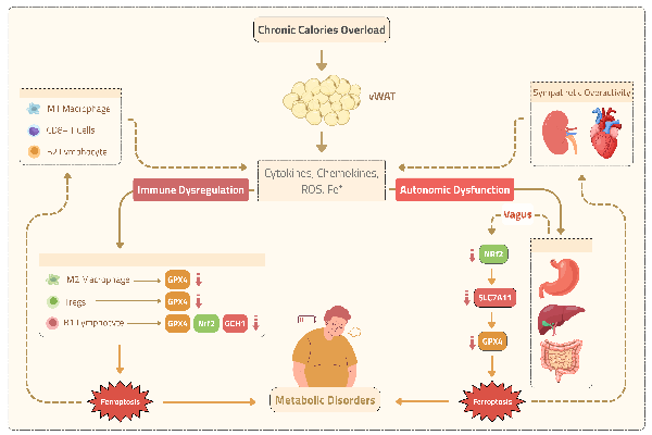 Metabolic Disorders, Autonomic Immune Dysfunction, and Ferroptosis