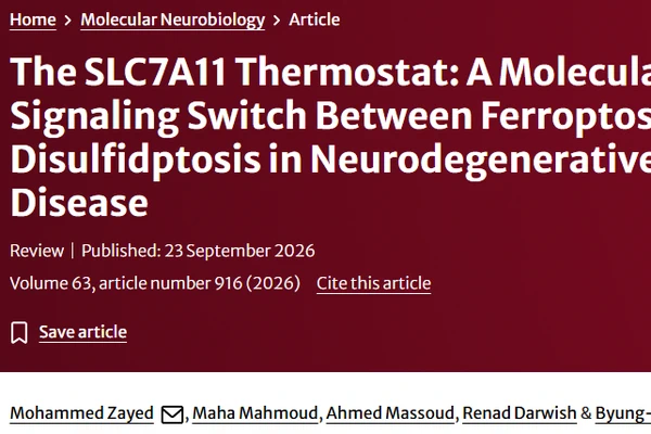 The SLC7A11 Thermostat: A Molecular Signaling Switch Between Ferroptosis and Disulfidptosis in Neurodegenerative Disease