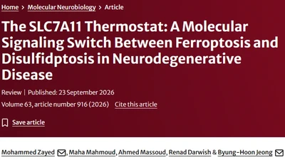 The SLC7A11 Thermostat: A Molecular Signaling Switch Between Ferroptosis and Disulfidptosis in Neurodegenerative Disease featured image